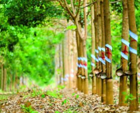 ứng dụng cao su thiên nhiên